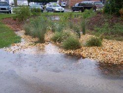 Sumter Rain Garden