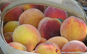 baskets of peaches