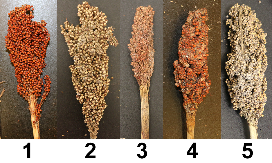 Variation in host plant resistance to grain mold.