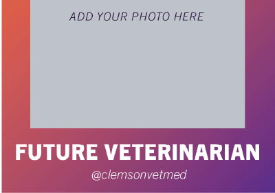 CVM Social Post Future Vet